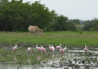 Spoonbills and Longhorn